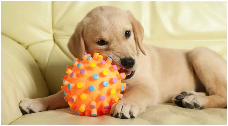 An adorable golden retriever puppy chewing on his dog toys
