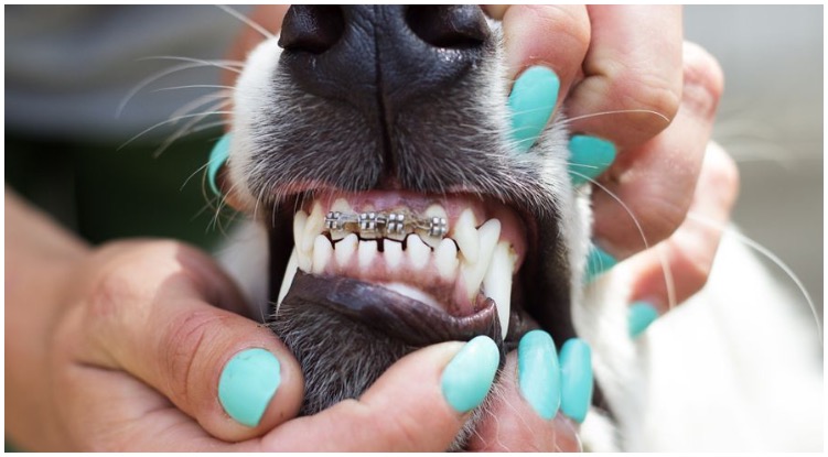 A proud puppy owner showing off the dog braces of it’s canine