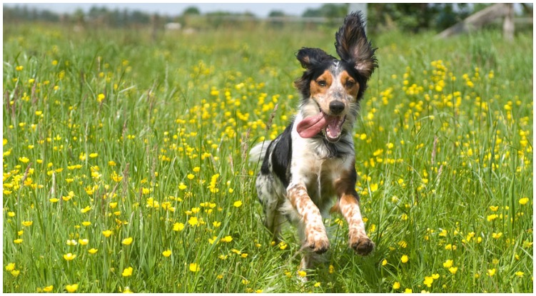 Dog running around fields of grass while his owner is wondering about allergy medicine for dogs