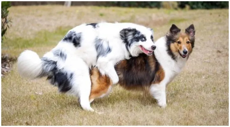 Two dogs jumping on each other while their owners wonder how long does a dog’s heat last