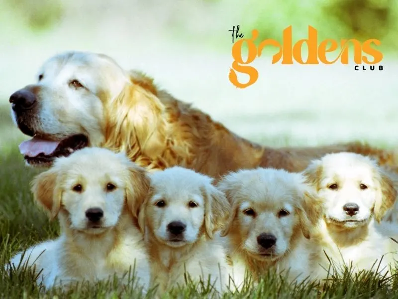 Golden Retriever puppies for sale in Canada