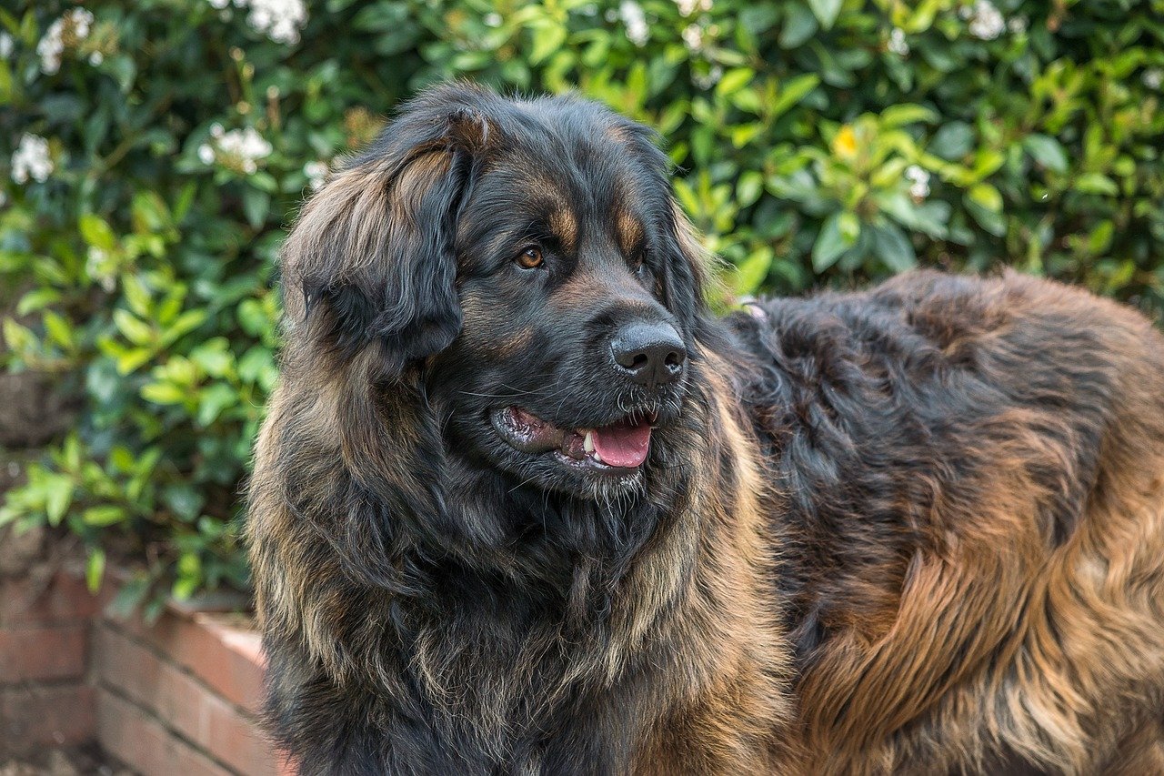 Leonberger: A Gentle And Friendly Dog