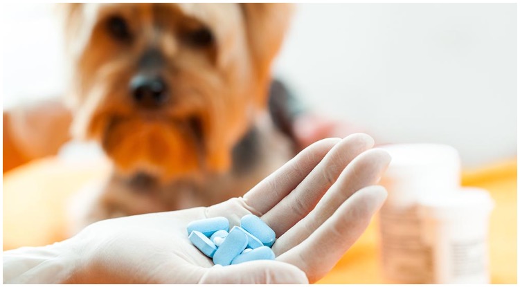 Medications For Dogs To Get Over-The-Counter