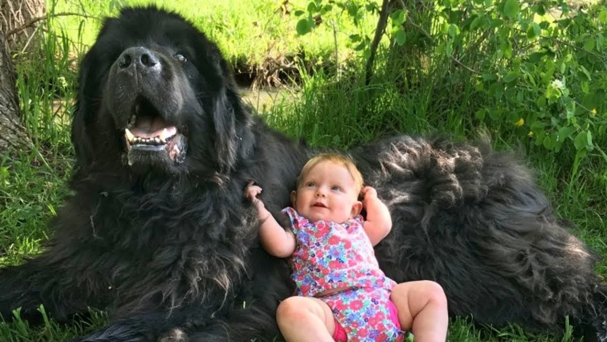best big family dog