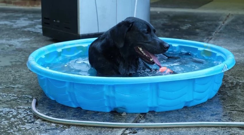 Kiddie pool as a dog swimming pool