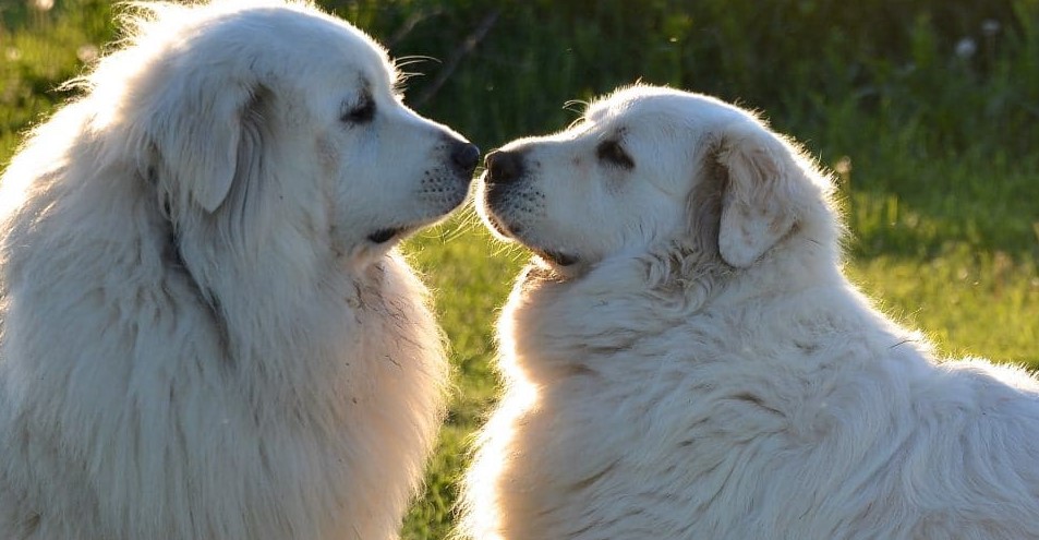 Blonde dogs: The most popular breeds