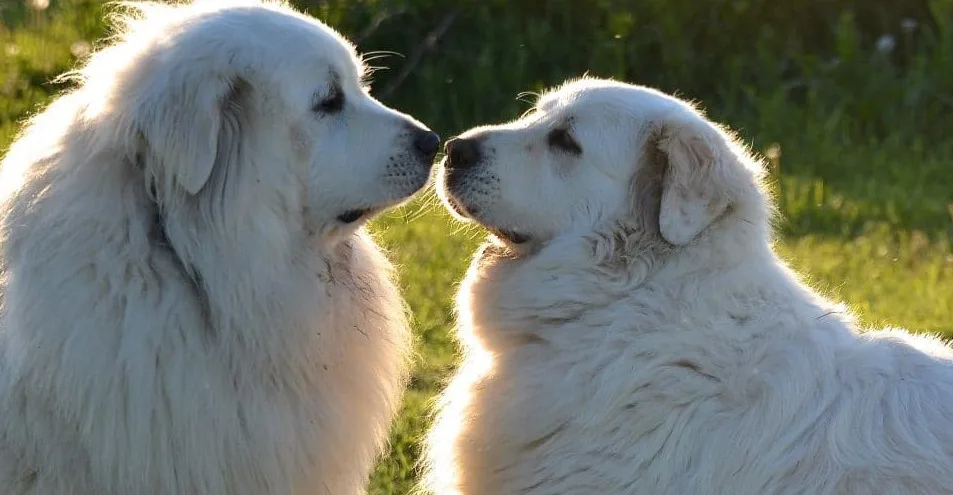 Two great pyrenees dogs