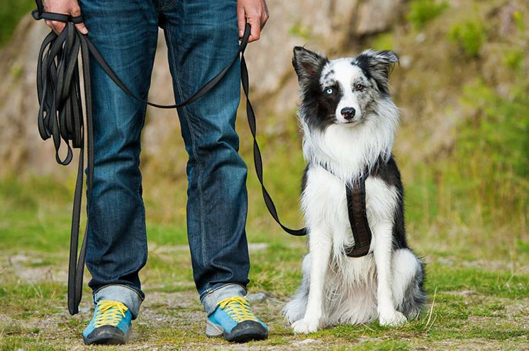Dog Training Near Me: How To Find The Right One