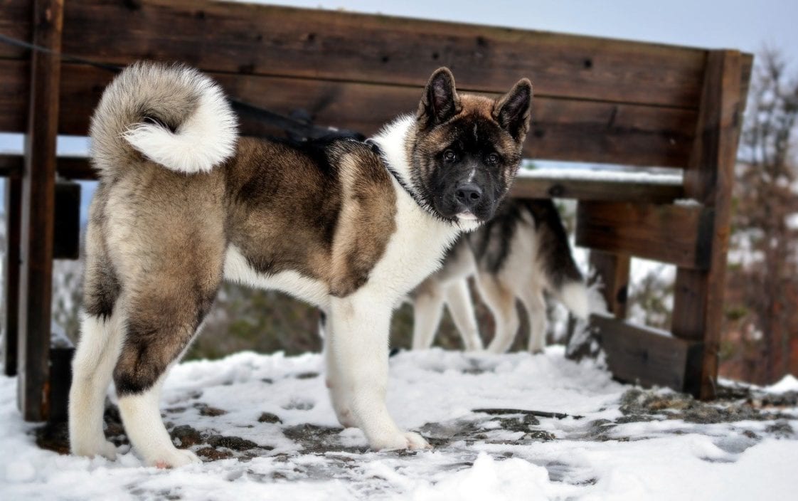 Akita: The Dog Of Japanese Nobility