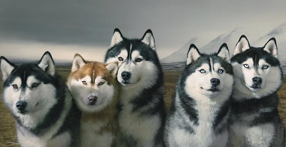 Alpha Dog Huskies