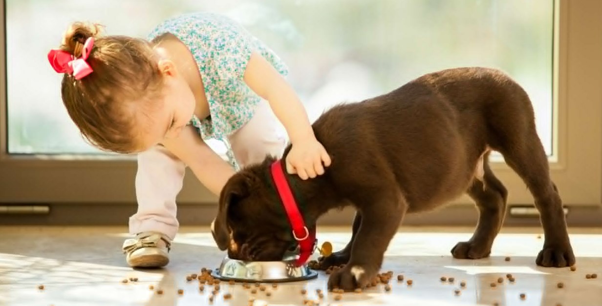Best Dogs For Kids And Families – 14 breeds and more