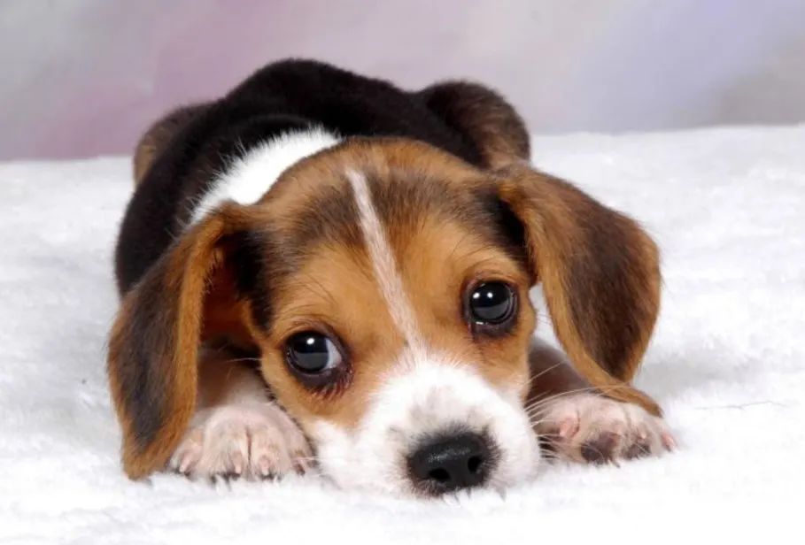 cute beagle puppy