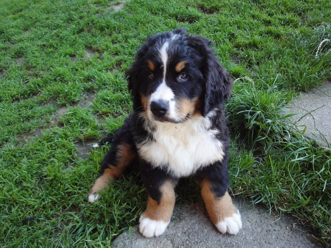 Bernese Mountain Dog Puppies: Buying Guide - Golden Retriever Club