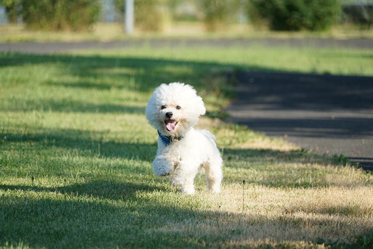 Bichon Frise: The Perfect Family Dog