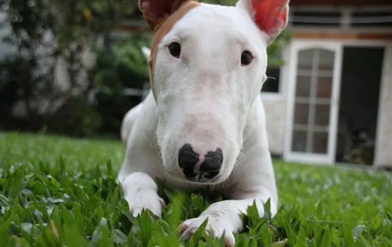 Bull Terrier