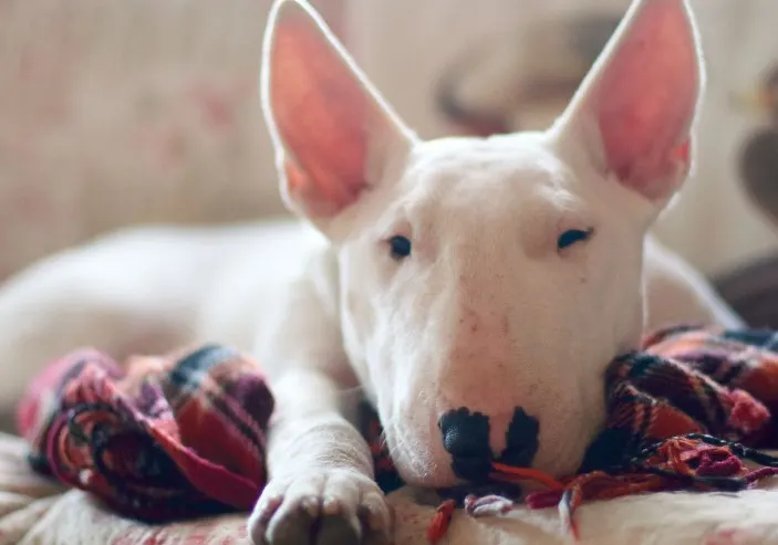 Picture of a Mini Bull Terrier