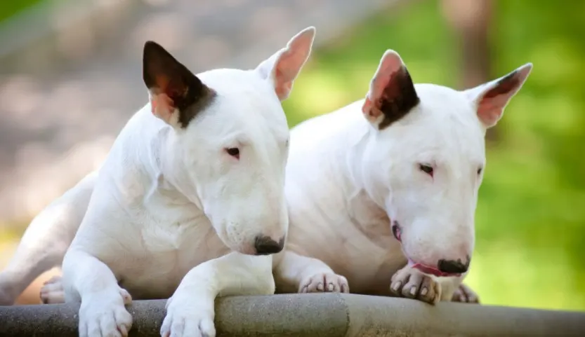 A picture of two Bull Terriers