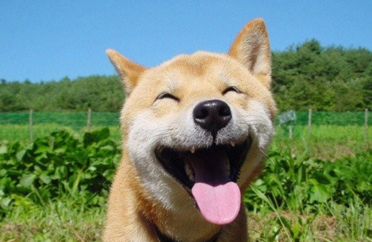Picture of a smiling dog
