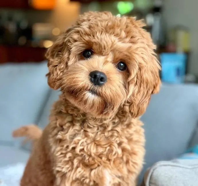 A picture of a Cavapoo