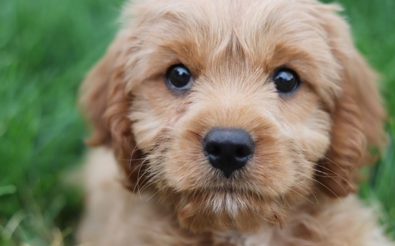 A picture of a Cavapoo full grown