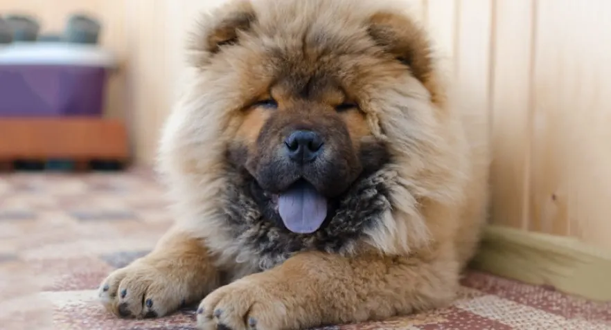 Chow Chow is one of the fawn color dog breeds