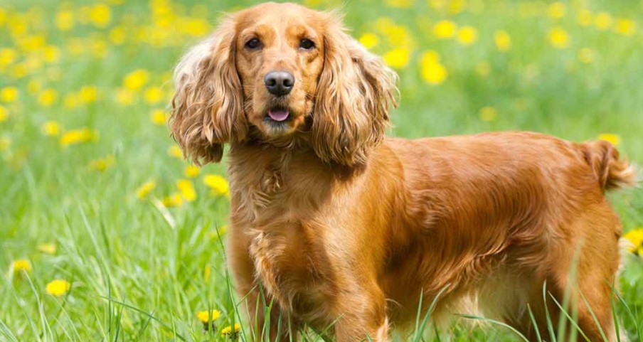 Picture of an English Cocker Spaniel