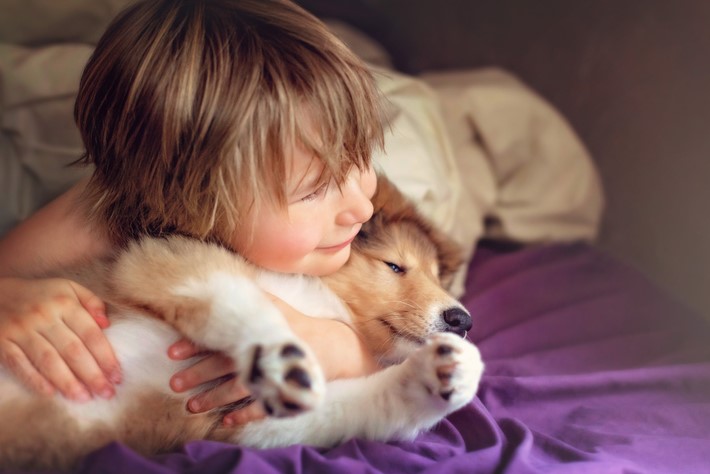 Collie best dogs for kids