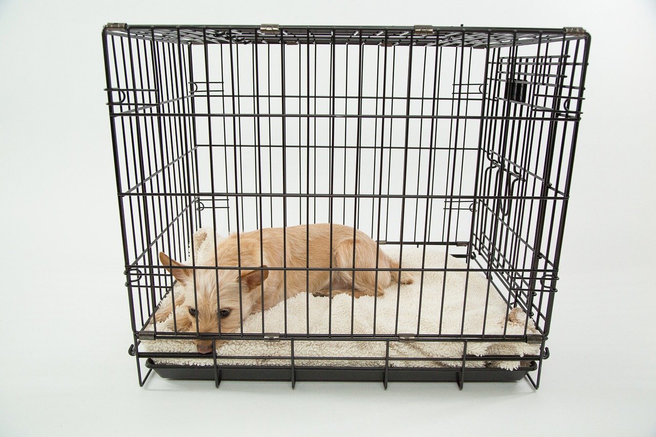 Dog Cage: Everything You Need To Know