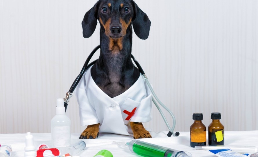 Cephalexin – What it is and why it’s for your dog
