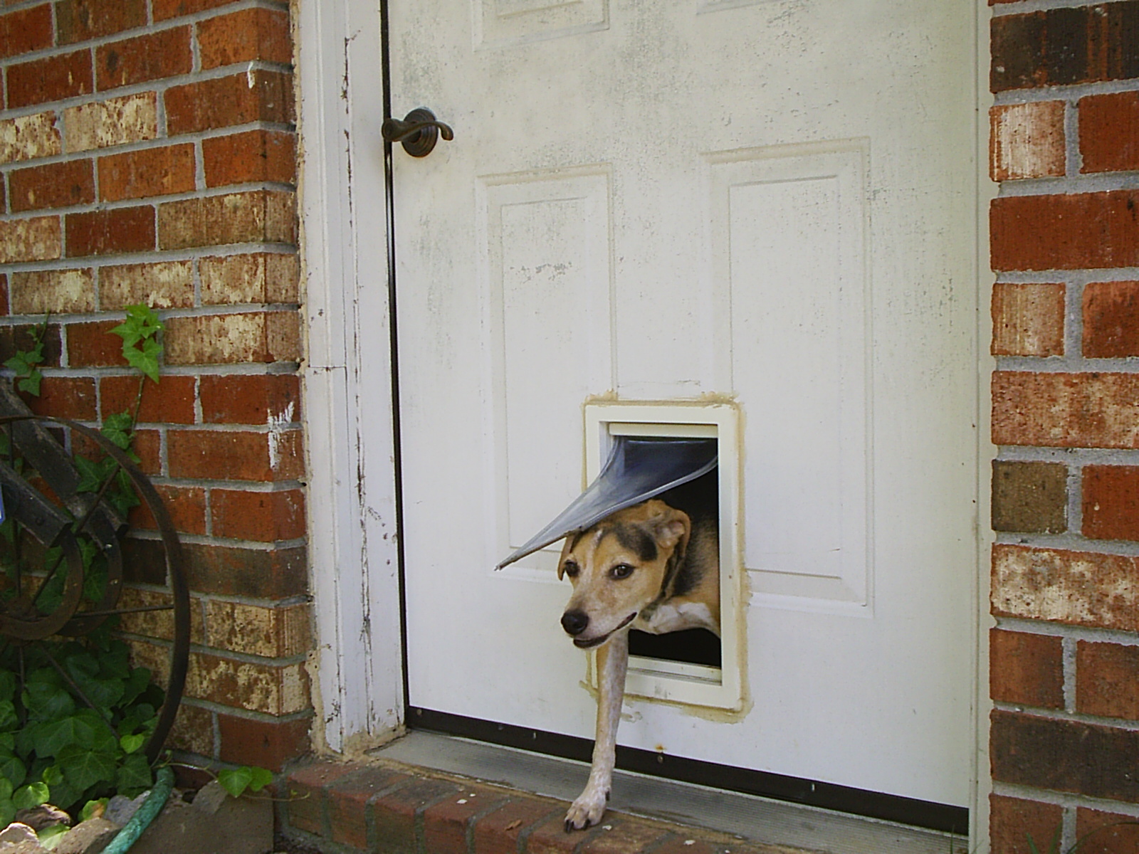 Dog Door: How To Pick And Buy The Right One