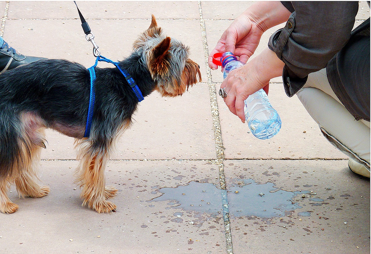 Dog Water Bottle: How To Choose The Right One?