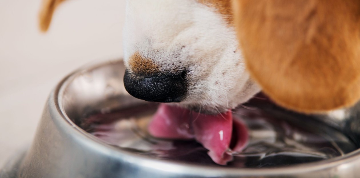 How do dogs drink water?