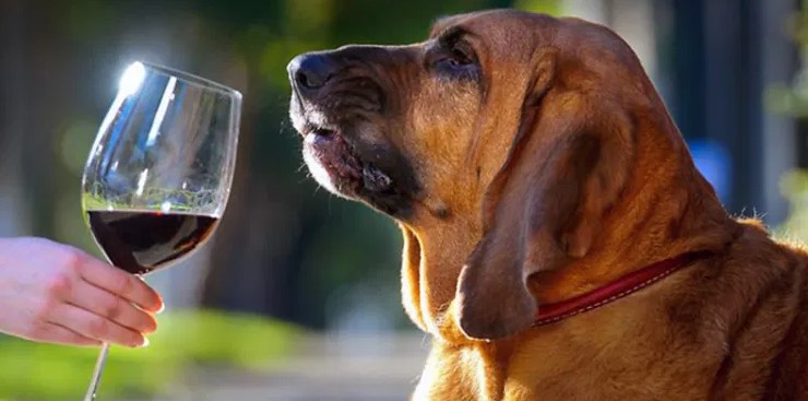 Can dogs drink wine and be drunk?