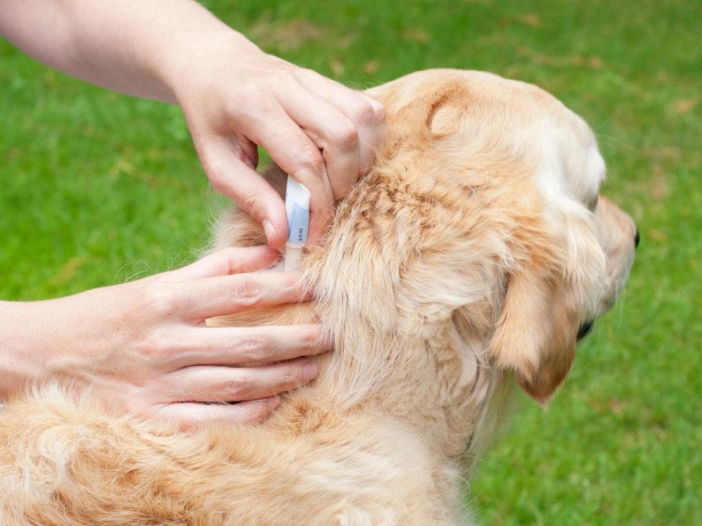 Dog flea treatment 