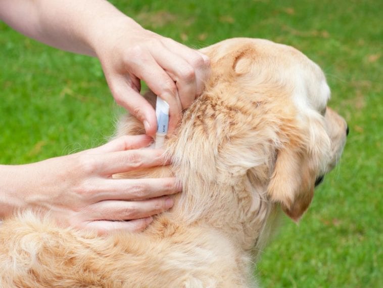 How do dogs get fleas and what to do? - Golden Retriever Club