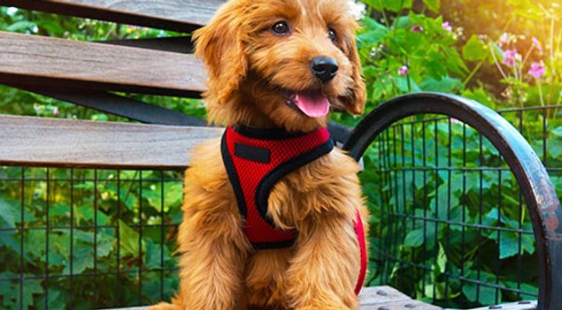Best dog harness: Which to choose