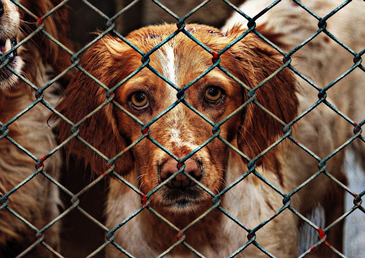 Dog Shelter: Things To Know Before Adopting A Dog