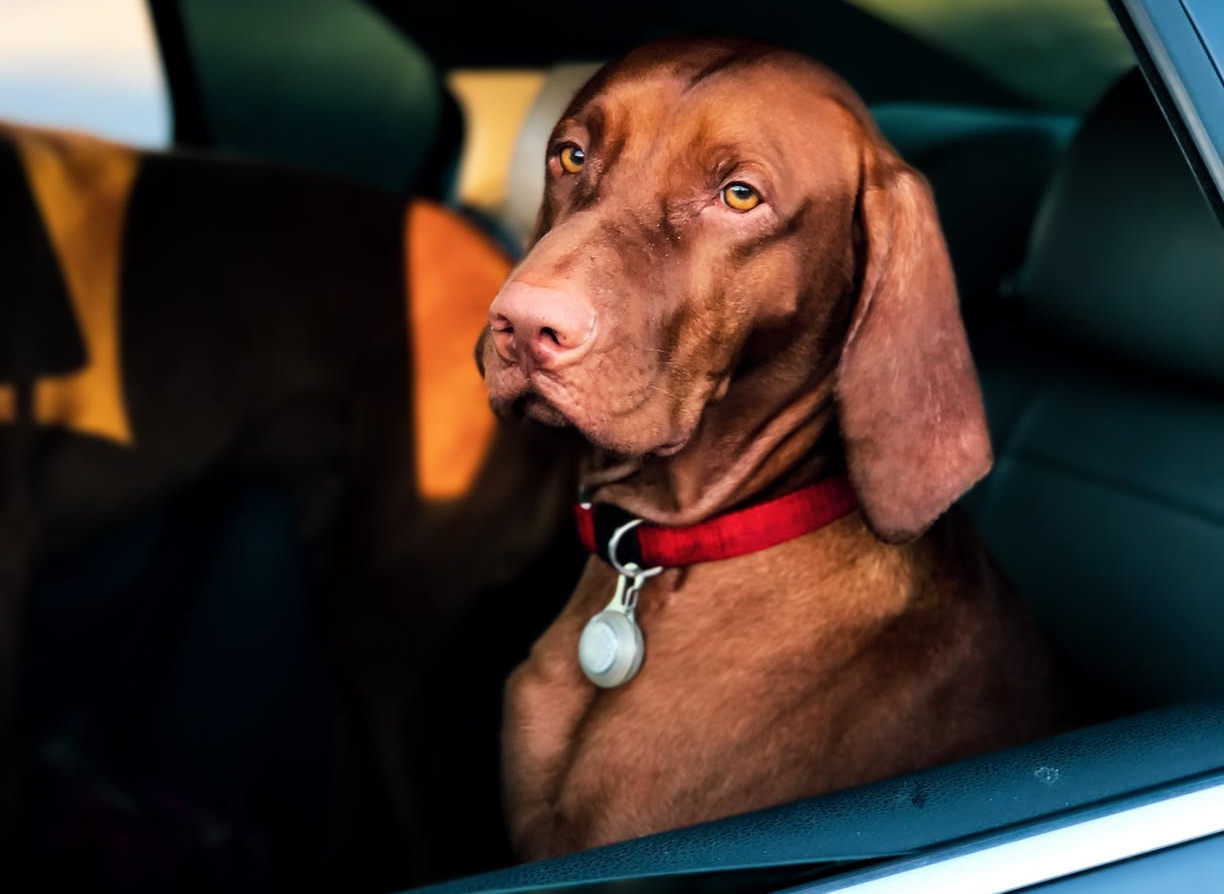 Dog Car Harness: An Absolute Must-Have Safety Feature