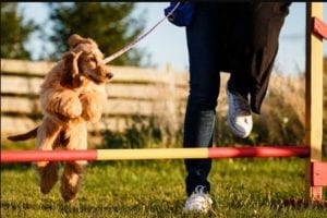 Dog Training Near Me: How To Find The Right One - Golden Retriever Club