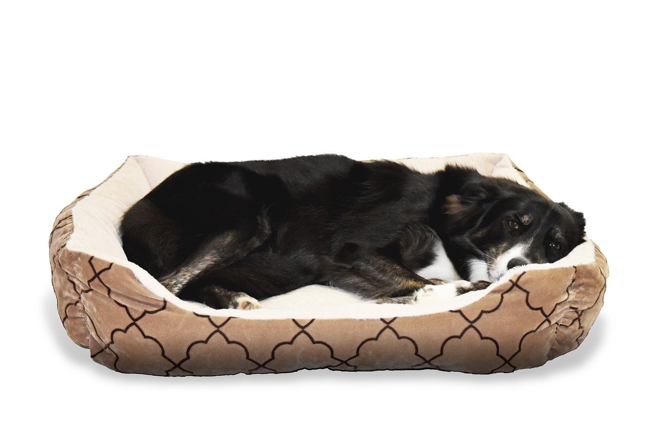 Calming Dog Beds: How They Work?