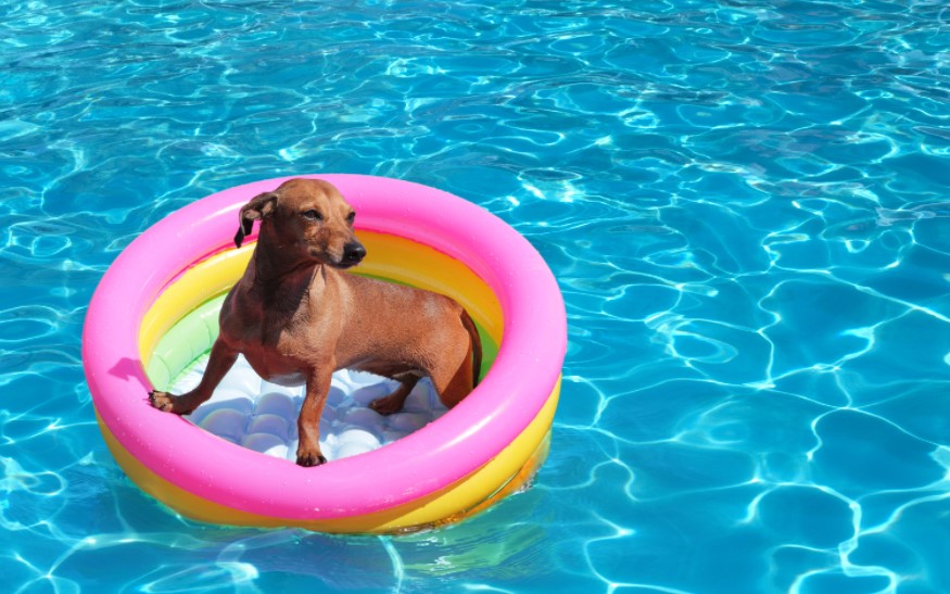 Dog swimming pool – Cool DIY idea