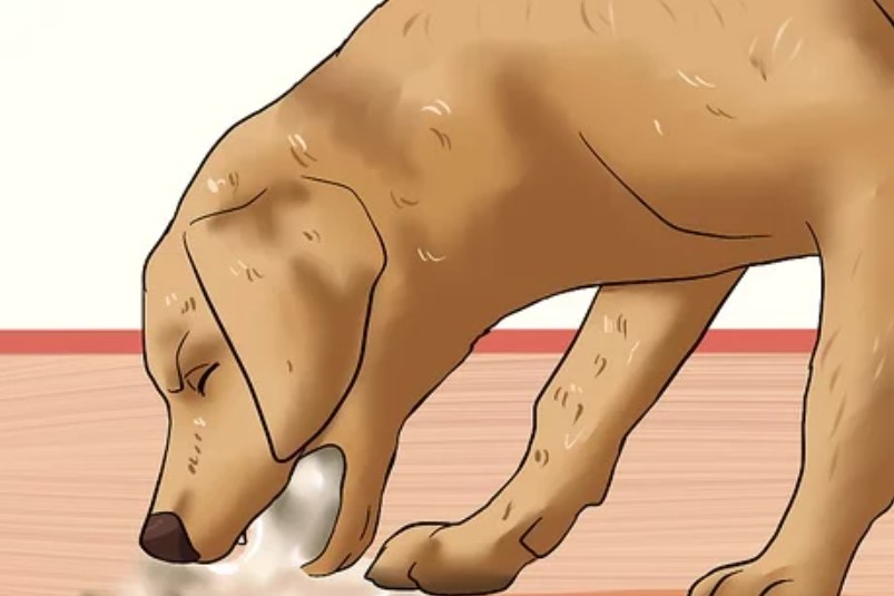 Can dogs get fevers - Dog vomiting is a sign of fever