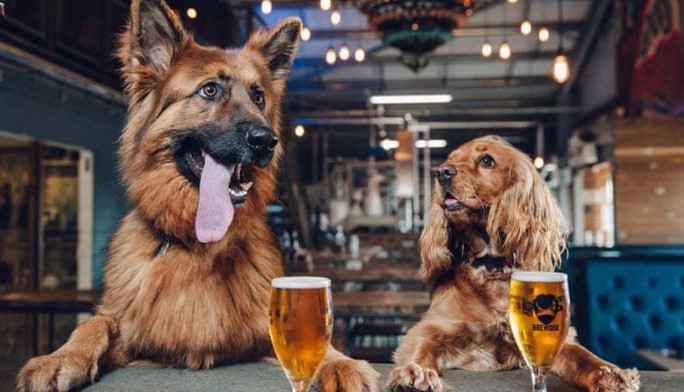 Can dogs drink beer with us?