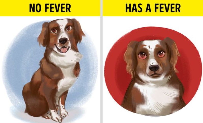 Signs your dog has a fever - Red eyes