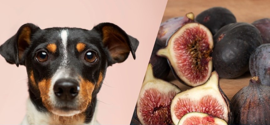 A picture of a dog and figs in order to answer can dogs eat figs