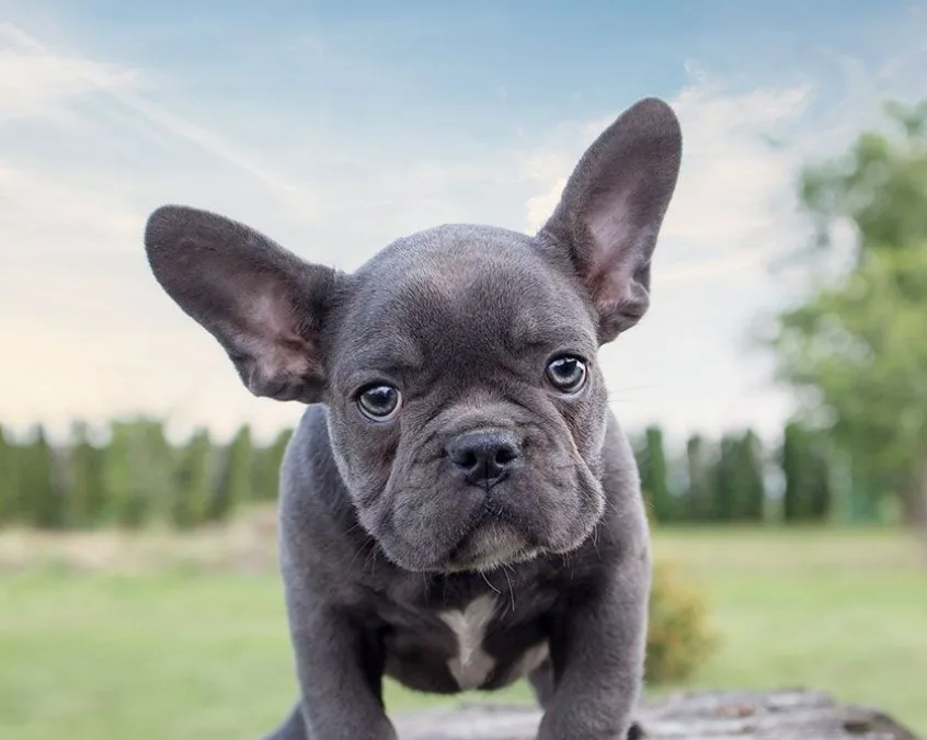 cute french bulldog puppy