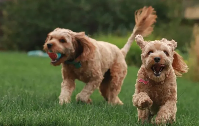 cavapoo full grown