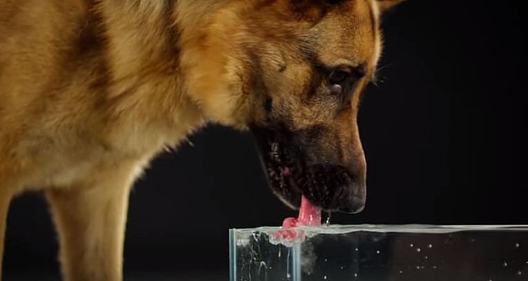 how dogs drink water?