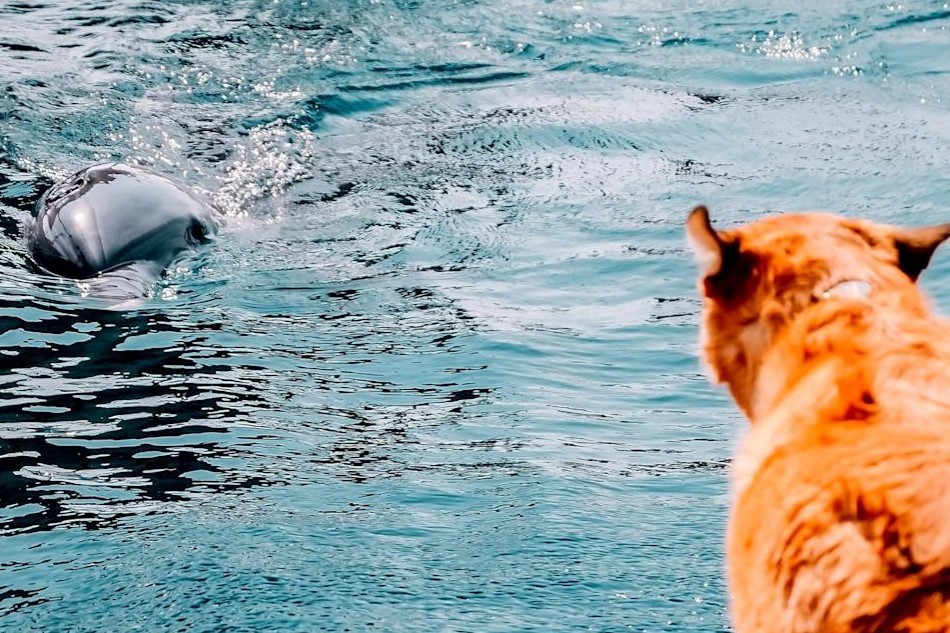 golden retriever and dolphin kissing