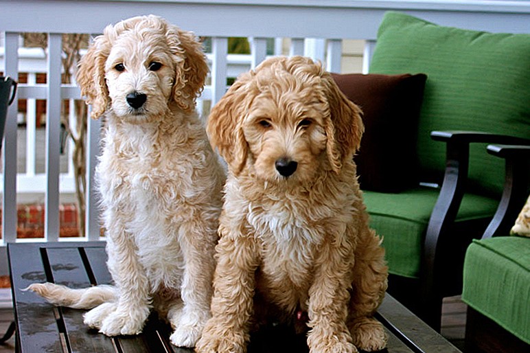 A picture of two Golden Doodle dogs